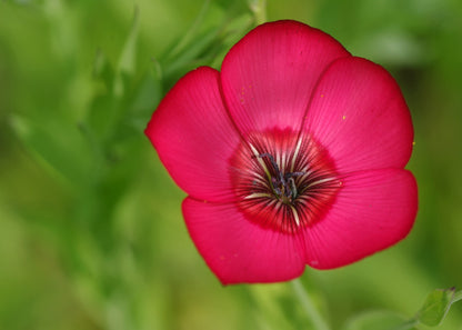 500 Red Scarlet Flax (Linum Grandiflorum Rubrum) Seeds