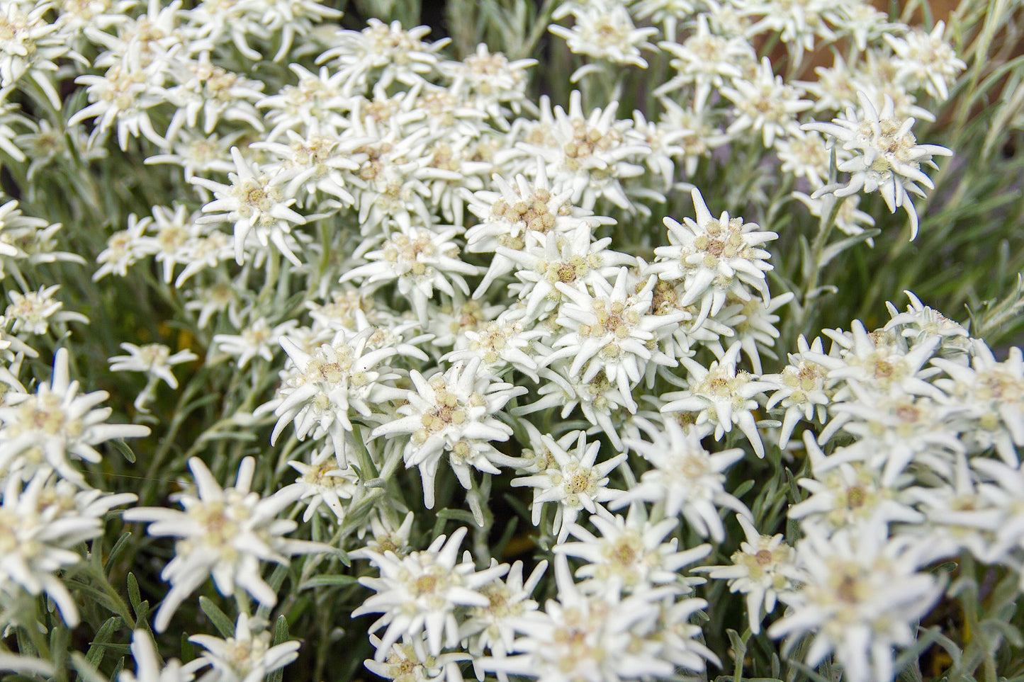 50 Edelweiss (Leontopodium Alpinum) Seeds