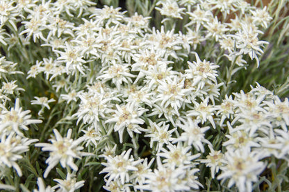 50 Edelweiss (Leontopodium Alpinum) Seeds