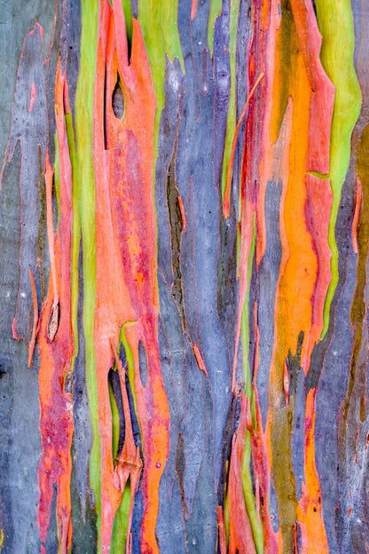 50 Rainbow Eucalyptus (Eucalyptus Deglupta) Seeds