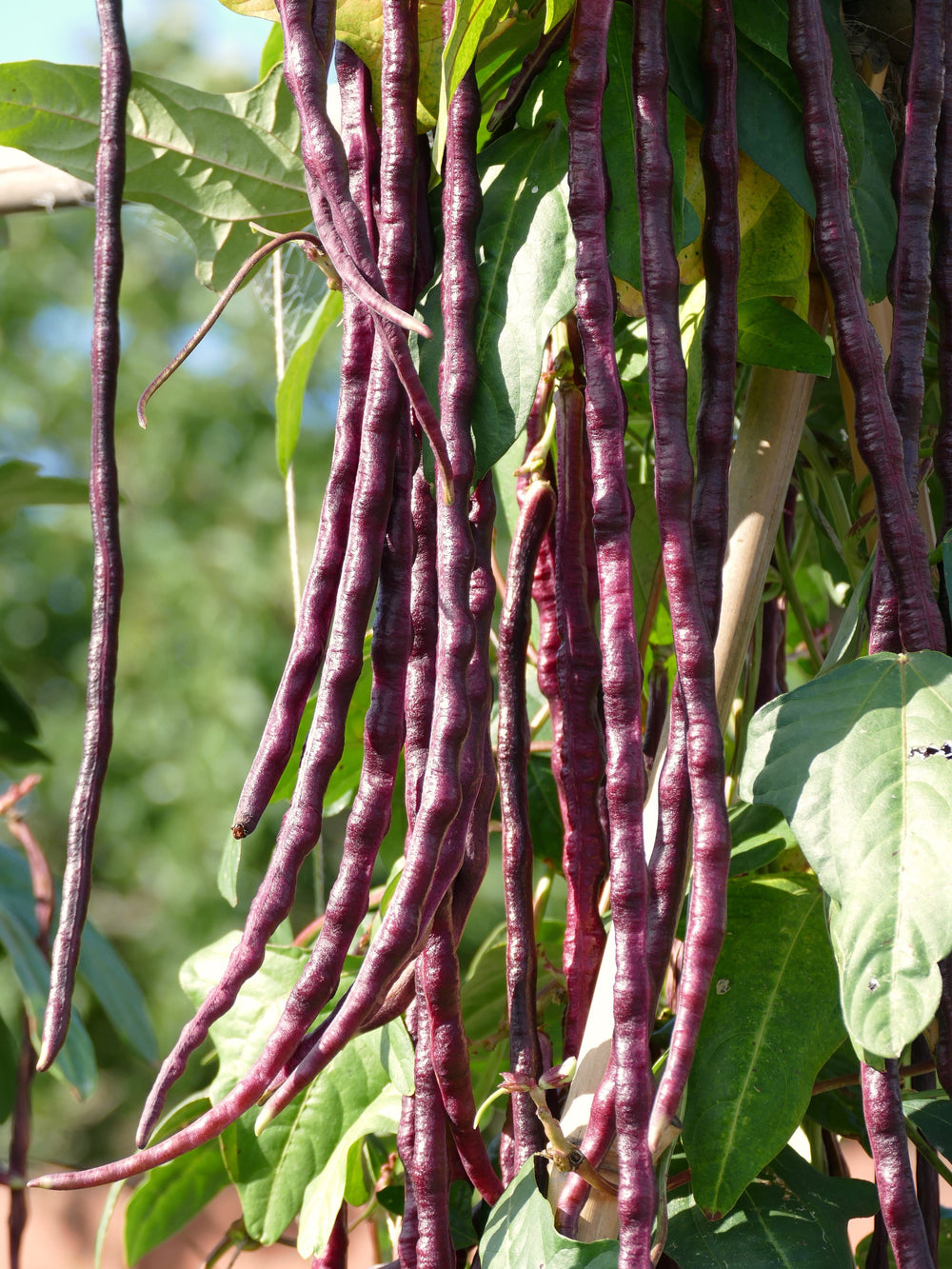25 Red Noodle Bean (Phaseolus Vulgaris) Seeds