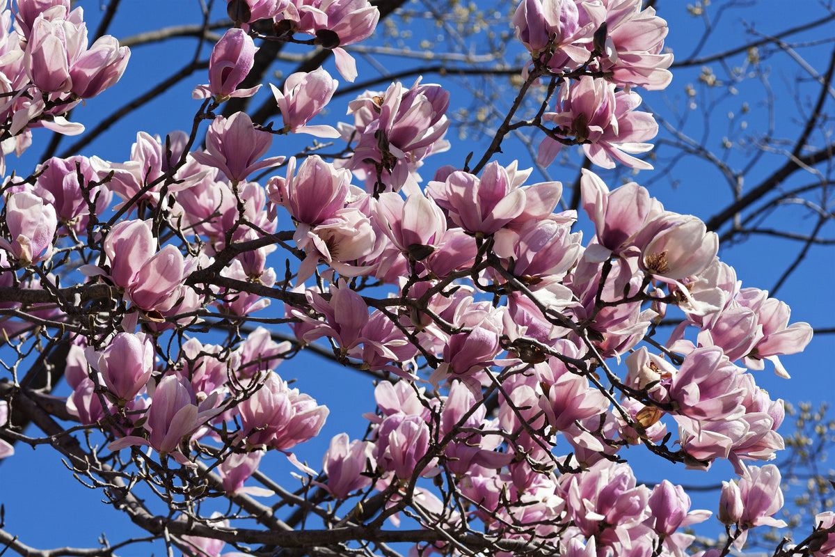 5 LILY MAGNOLIA Flower TREE Pink & Purple Fragrant Tulip Magnol Liliiflora Seeds