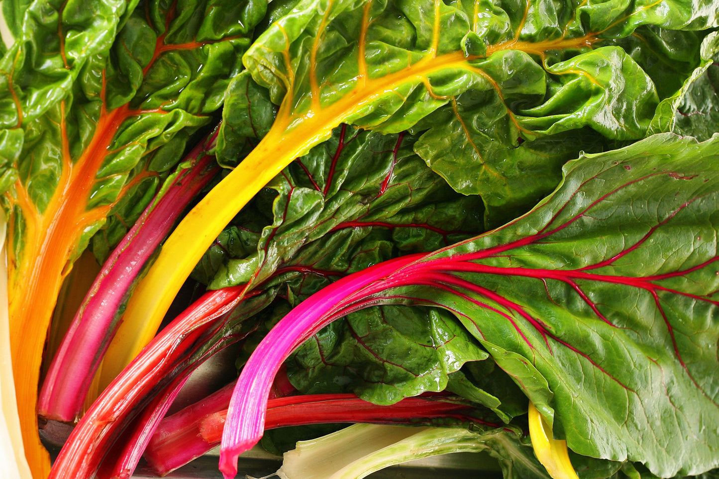 150 Rainbow Mix Swiss Chard (Beta Vulgaris) gSeeds
