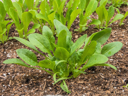 400 Monstrueux De Viroflay Spinach (Spinacia Oleracea) Seeds