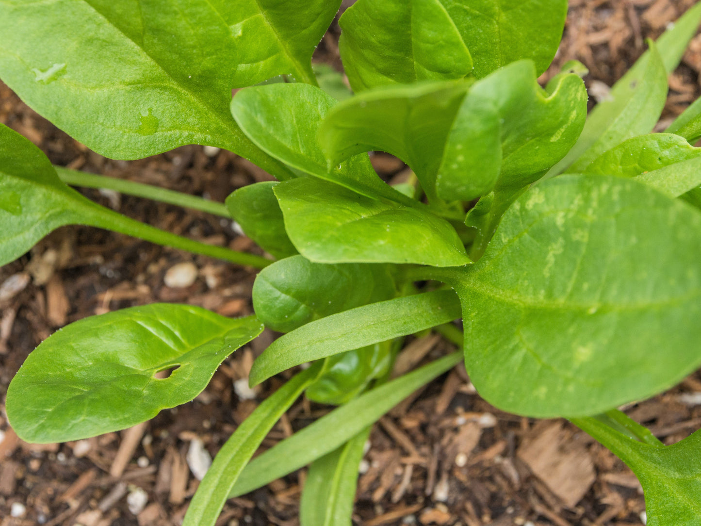 400 Monstrueux De Viroflay Spinach (Spinacia Oleracea) Seeds