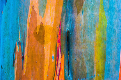 50 Rainbow Eucalyptus (Eucalyptus Deglupta) Seeds