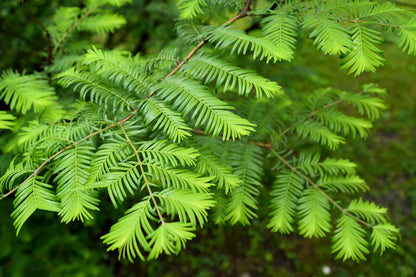 20 DAWN REDWOOD Tree Metasequoia Glyptostroboides Conifer Seeds