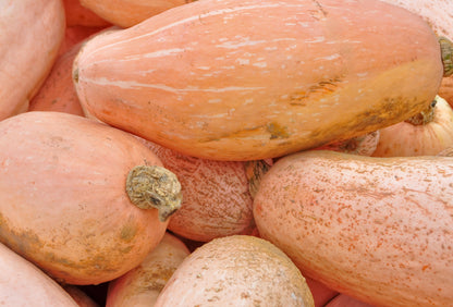 25 Jumbo PINK BANANA SQUASH Perilla Frutescens Heirloom Winter Vegetable Seeds