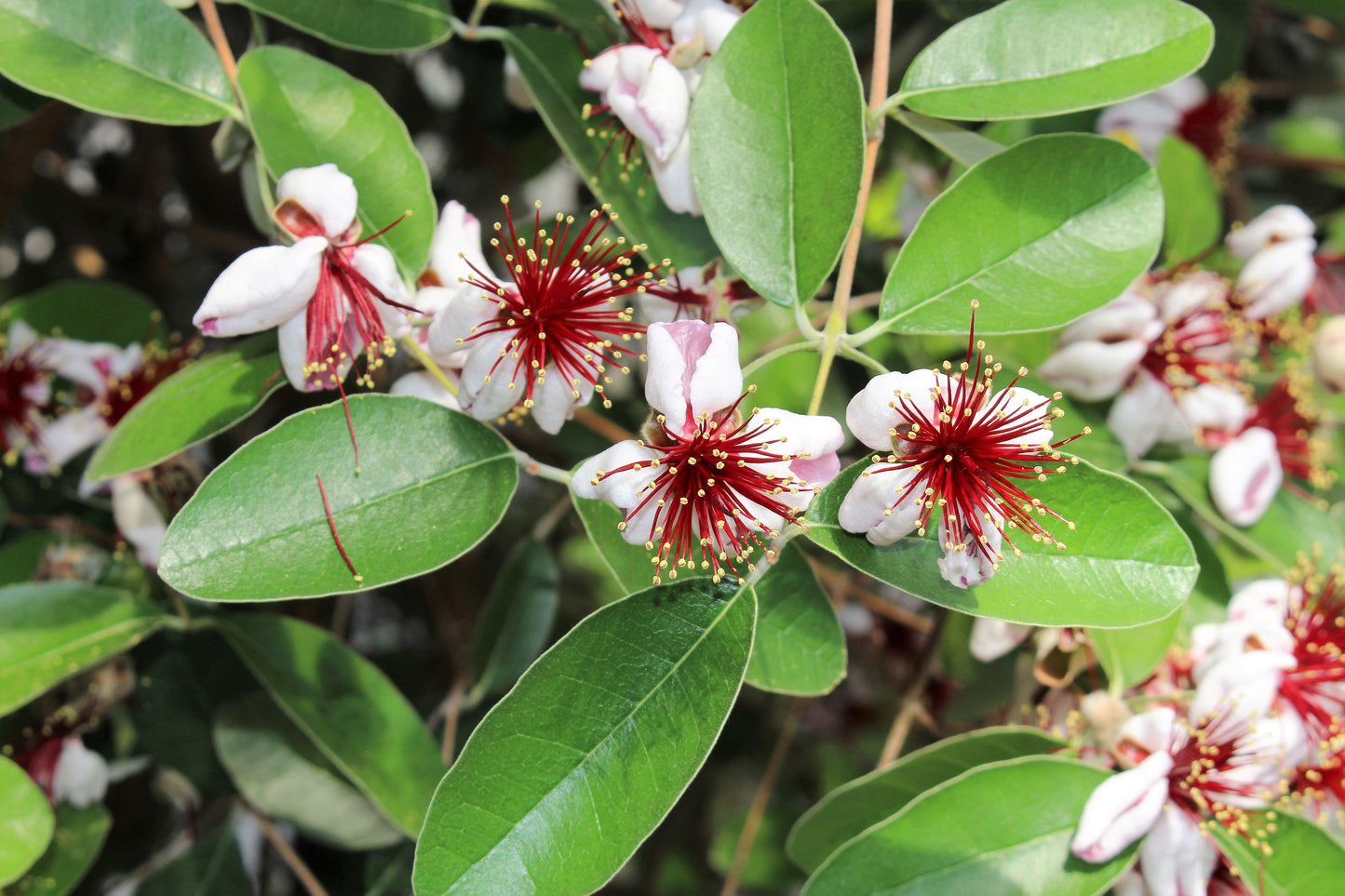 10 Pineapple Guava (Acca Guavasteen) Seeds