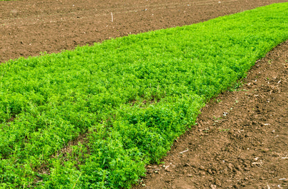 2000 Alfalfa (Medicago Sativa) Seeds