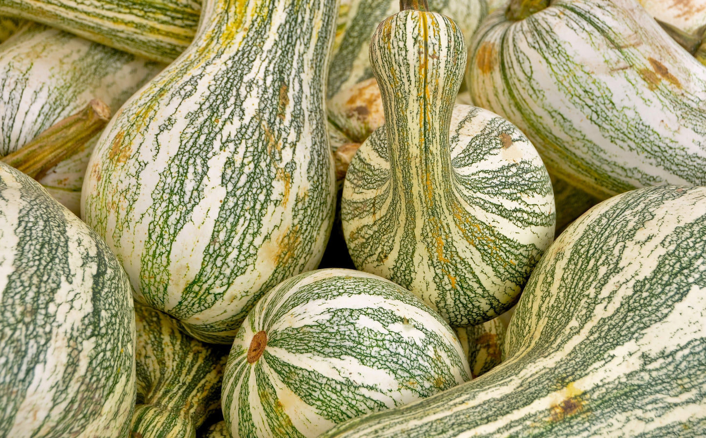 30 Green Striped Cushaw Squash (Cucurbita Mixta) Seeds