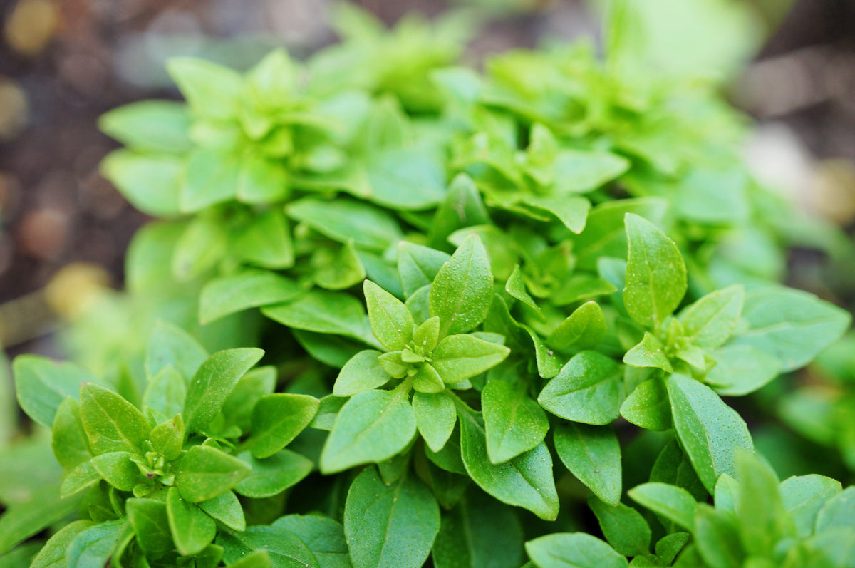 200 Spicy Globe Basil (Ocimum Basilicum) Seeds