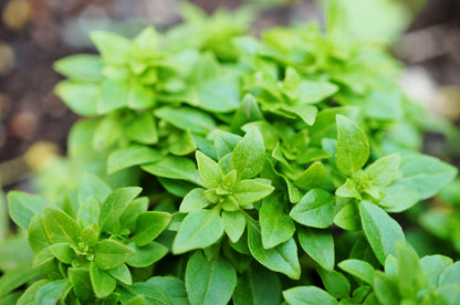 200 Spicy Globe Basil (Ocimum Basilicum) Seeds