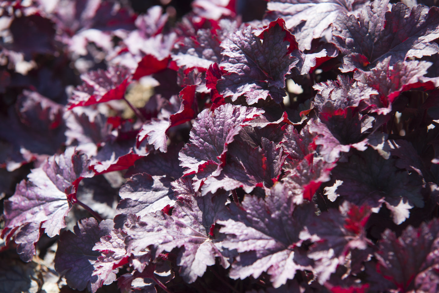 50 Palace Purple Heuchera (Heuchera Micrantha) Seeds