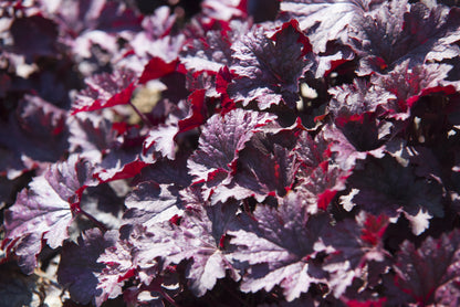 50 Palace Purple Heuchera (Heuchera Micrantha) Seeds