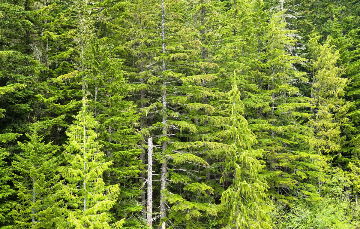 Douglas Fir (Pseudotsuga menziesii) Seeds – 20 ct