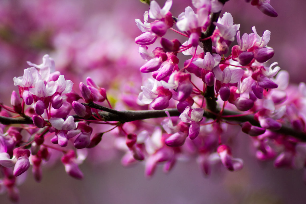20 Eastern REDBUD TREE Cercis Canadensis Pink Flowering Native Tree Seeds