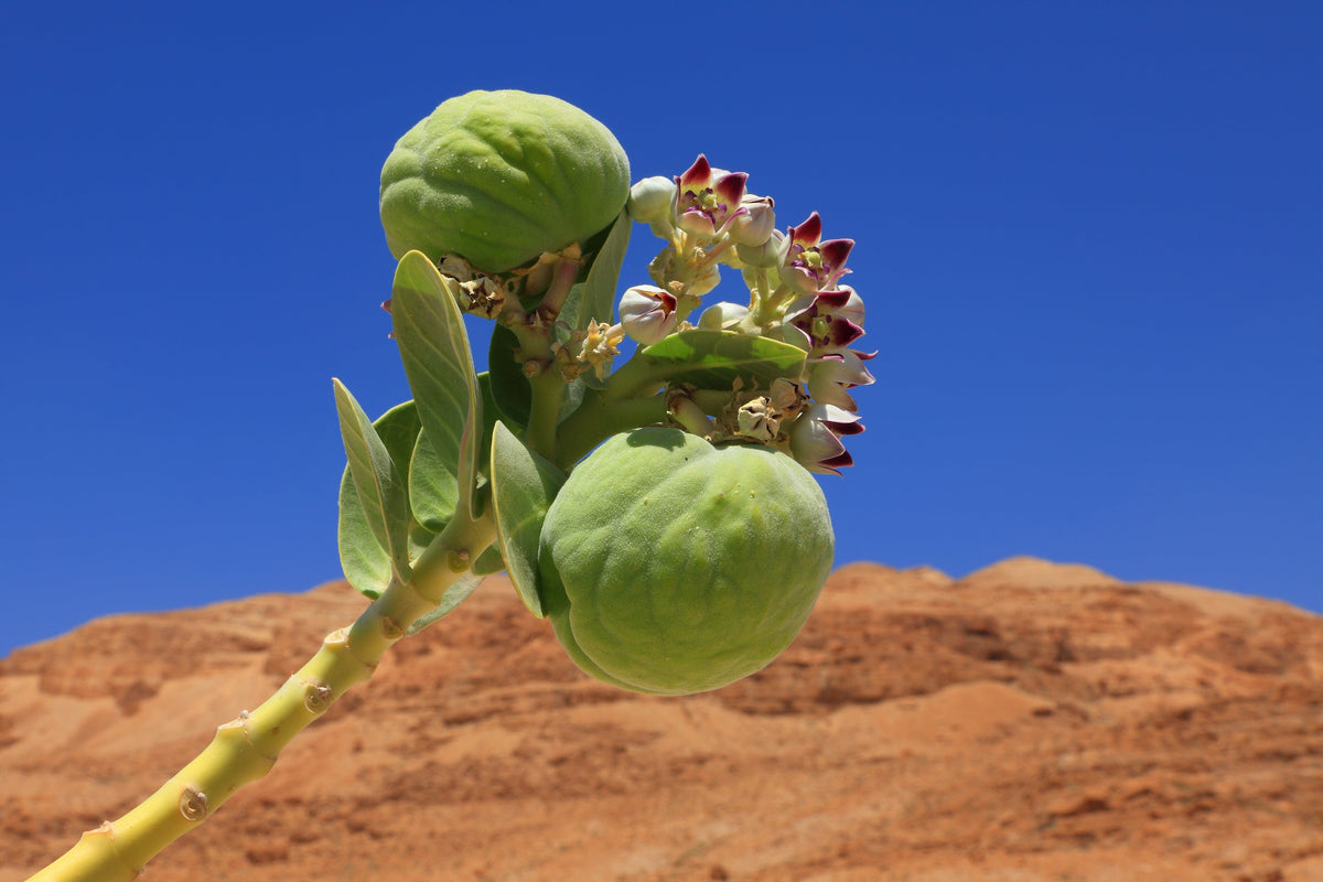 10 GIANT MILKWEED Sodom Apple Calotropis Procera Crown Flower Shrub Seeds