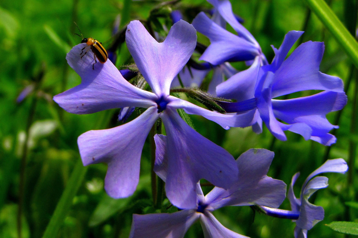 Prairie Phlox Mix (Phlox pilosa) Seeds – 20 ct