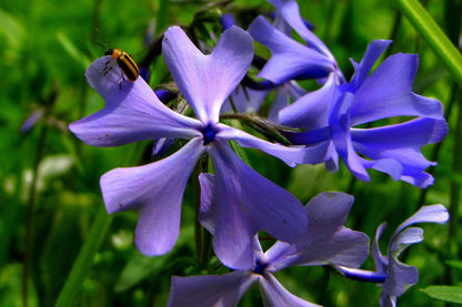 Prairie Phlox Mix (Phlox pilosa) Seeds – 20 ct