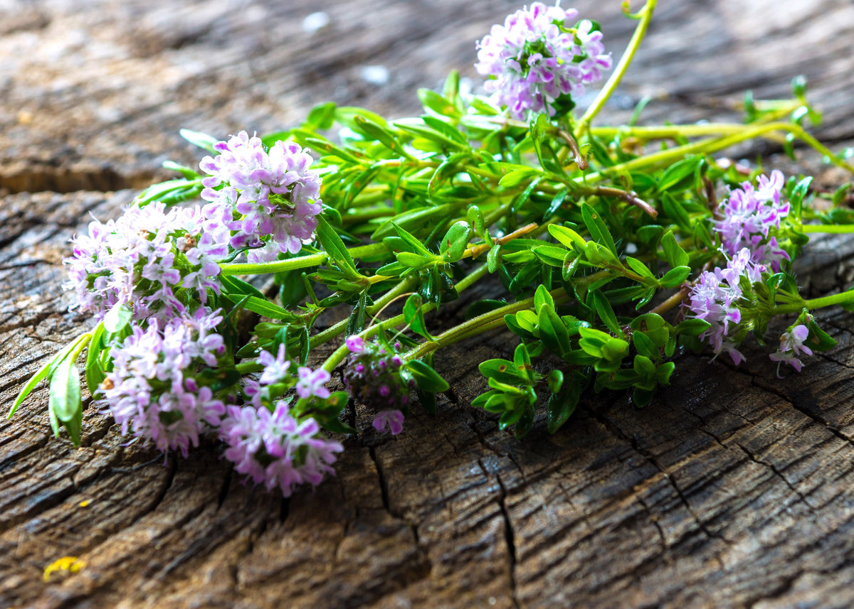 3000 SUMMER SAVORY Satureja Hortensis Herb Purple Flower Seeds