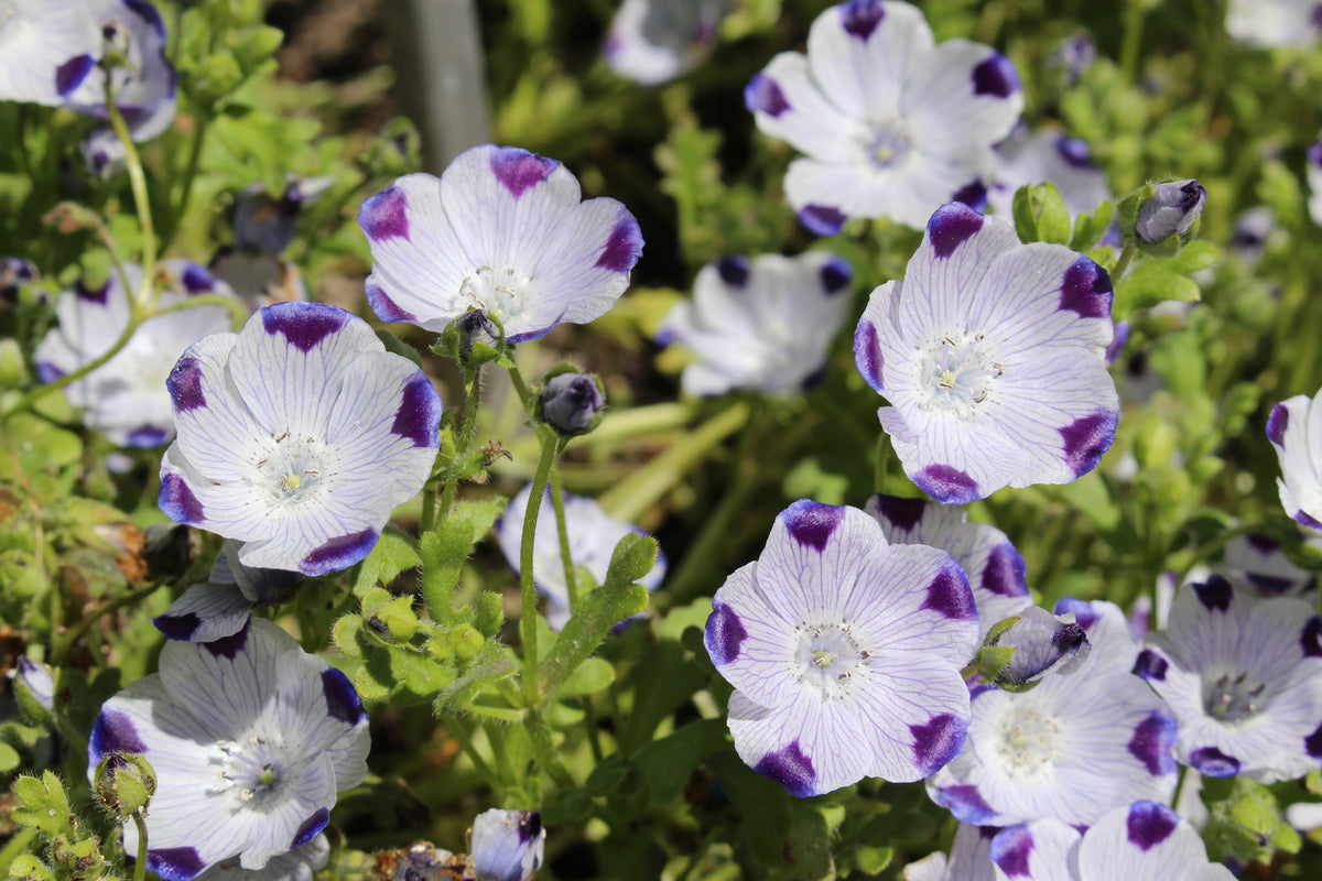 750 FIVE SPOT Nemophila Maculata White & Purple Flower Seeds