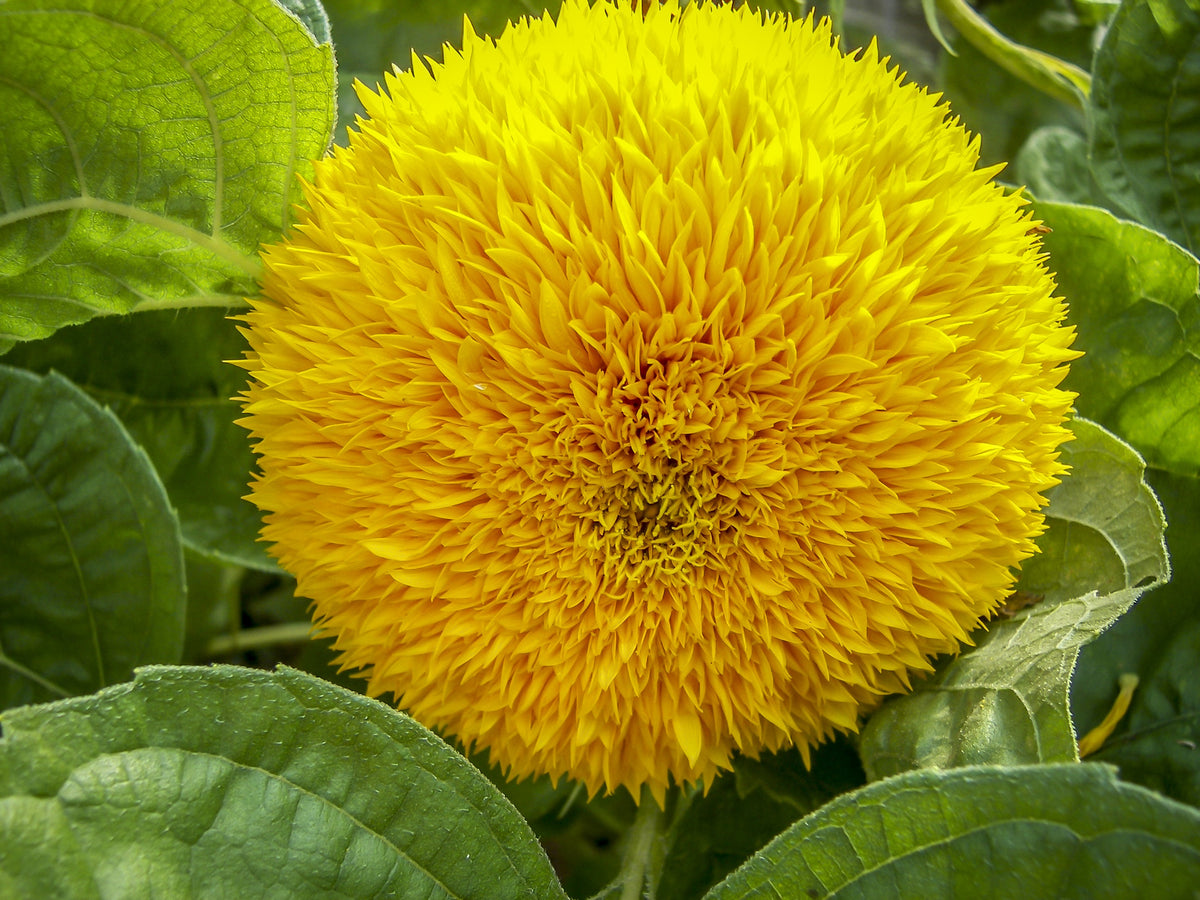 Double Dwarf Teddy Bear Sunflower (Helianthus annuus) Seeds – 150 ct