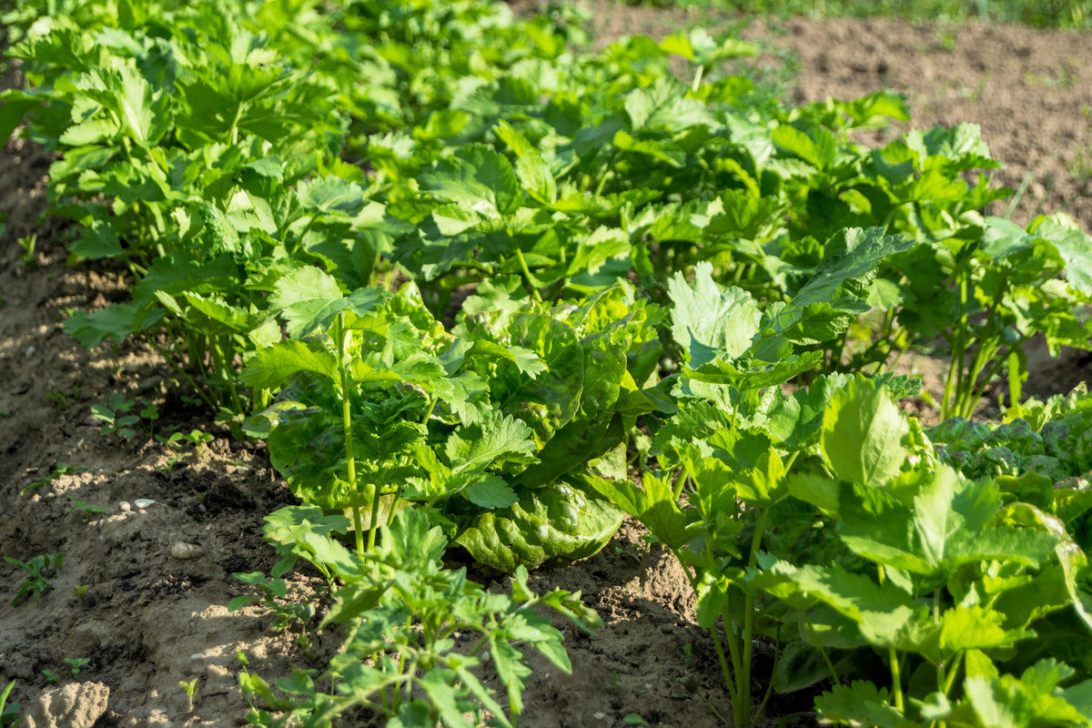 1000 PARSNIP Improved HOLLOW CROWN Pastinaca Sativa White Root Vegetable Seeds