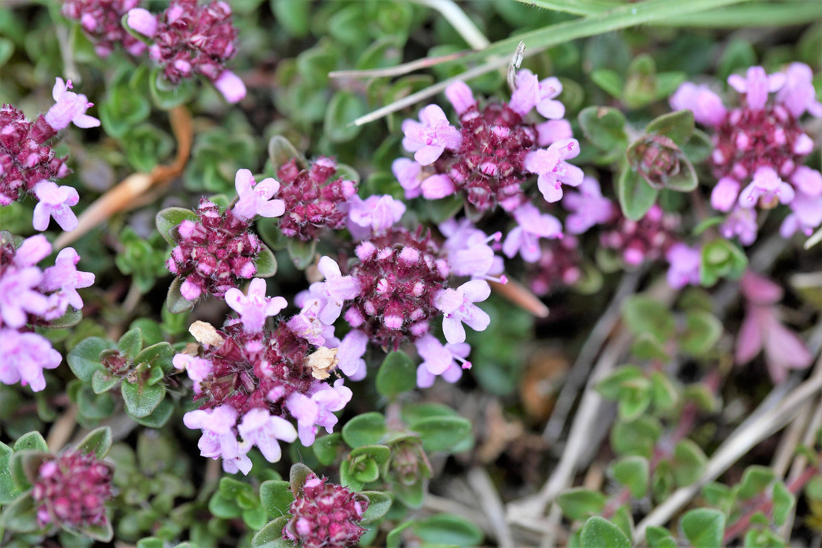 Lemon Thyme (Thymus × citriodorus) Seeds – 1,000 ct