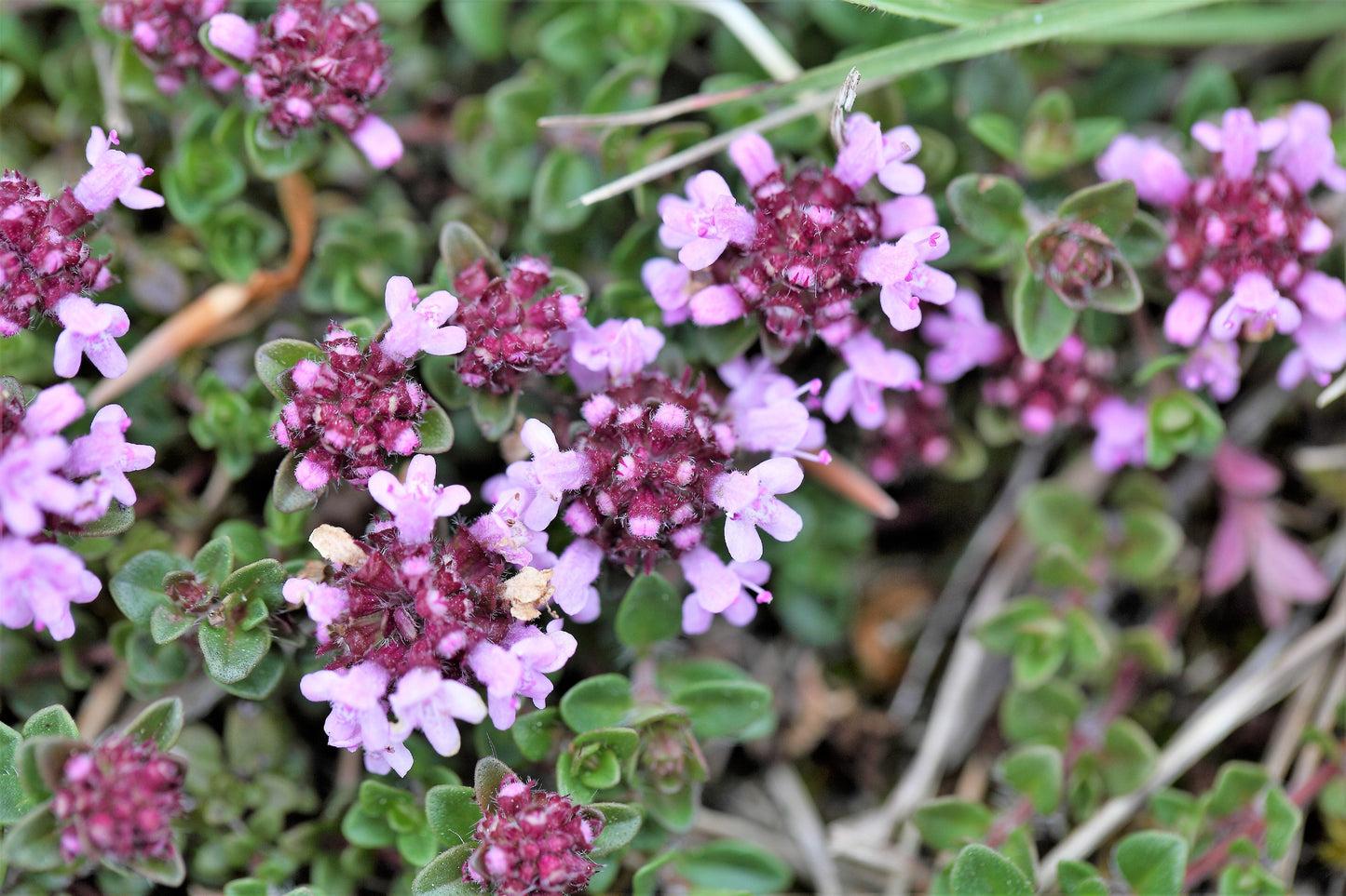 10,000 Bulk Lemon Thyme (Thymus Pulegioides) Seeds