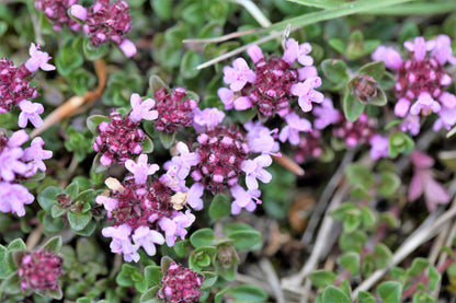 10,000 Bulk Lemon Thyme (Thymus Pulegioides) Seeds