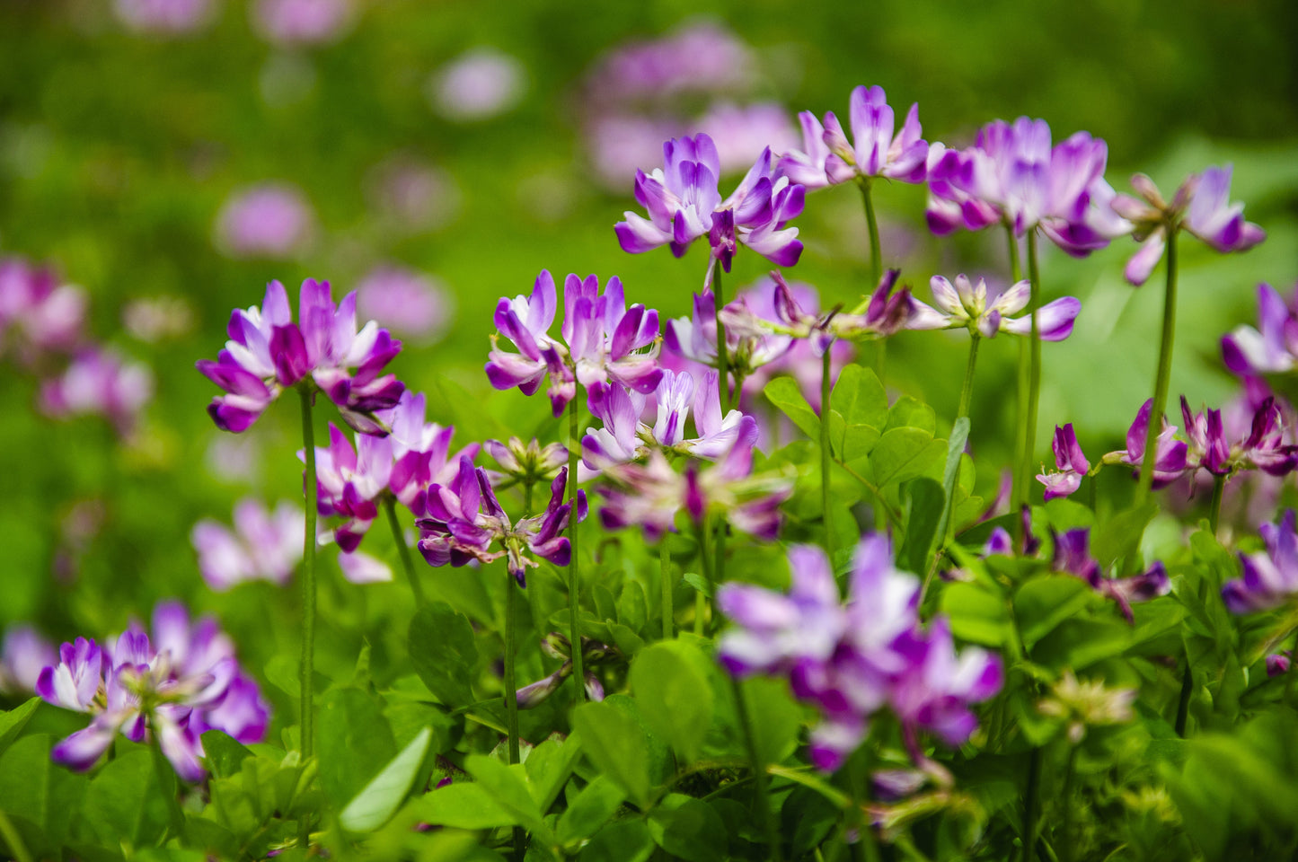 50 Milk Vetch/ Astragalus (Astragalus Sinicus) Seeds
