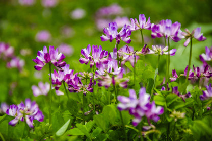 50 Milk Vetch/ Astragalus (Astragalus Sinicus) Seeds