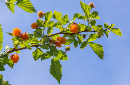 20 Salmonberry (Rubus Spectabilis) Seeds