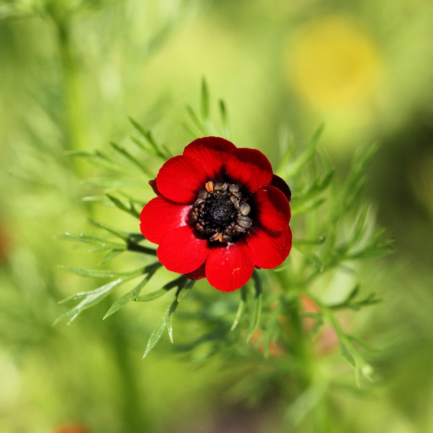 10 Adonis/Pheasant's Eye (Adonis Aestivalis) Seeds
