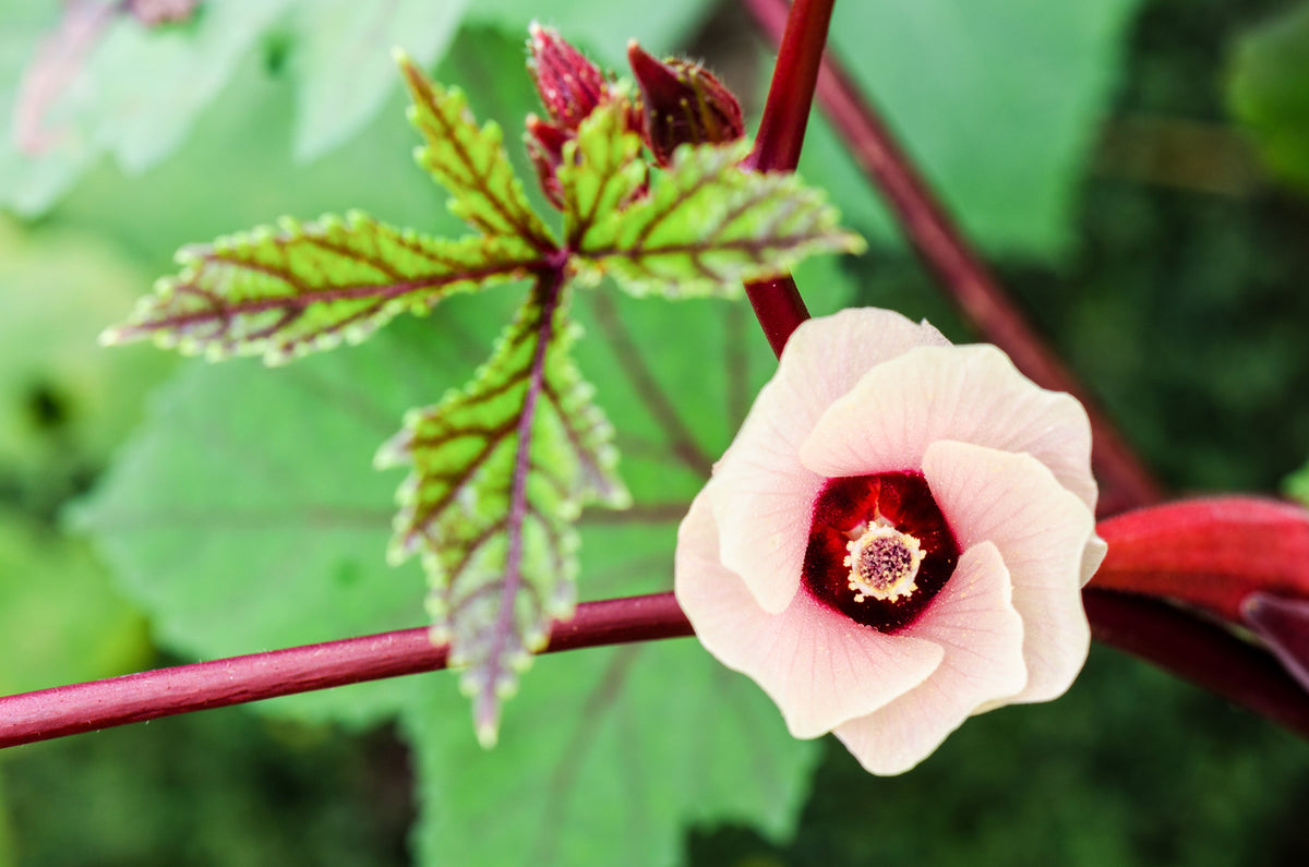 Roselle (Hibiscus sabdariffa) Seeds – 50 ct
