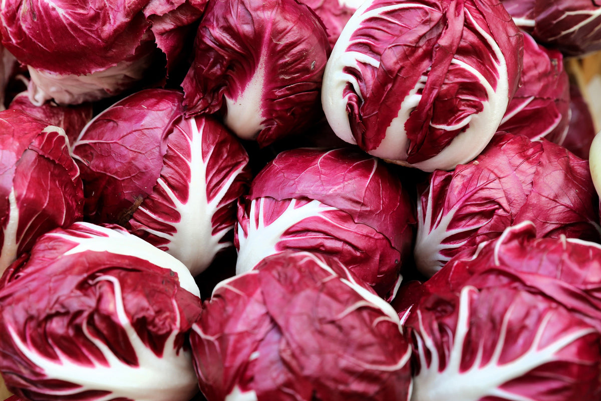 100 Rossa di Verona Radicchio / Endive (Cichorium Intybus) Seeds