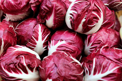 100 Rossa di Verona Radicchio / Endive (Cichorium Intybus) Seeds