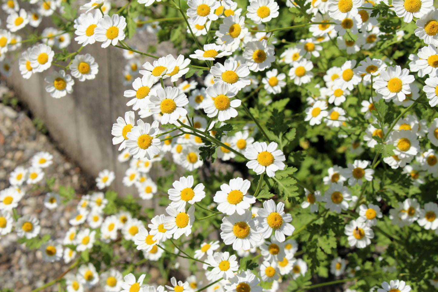 300 Feverfew (Tanacetum Parthenium) Seeds