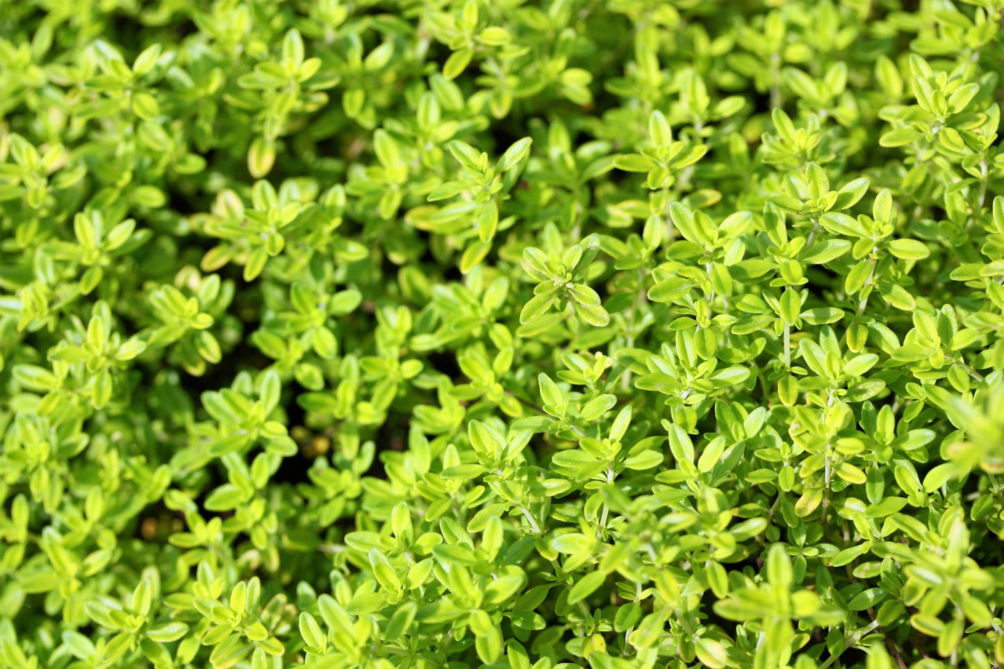 10,000 Bulk Lemon Thyme (Thymus Pulegioides) Seeds