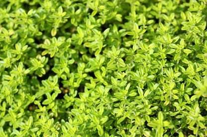 10,000 Bulk Lemon Thyme (Thymus Pulegioides) Seeds