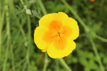 1000 Dwarf Yellow California Poppy (Eschscholzia Caespitosa) Seeds