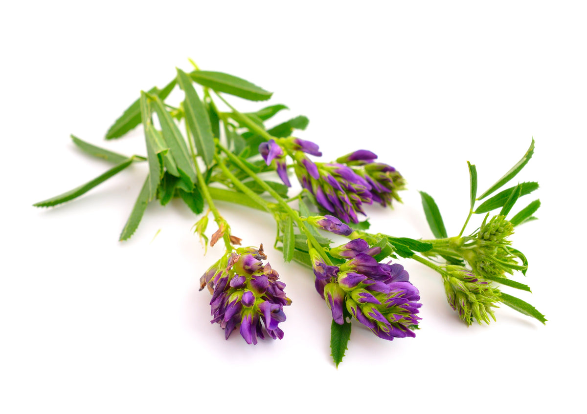 2000 Alfalfa (Medicago Sativa) Seeds