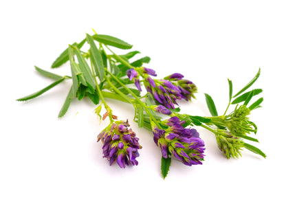 2000 Alfalfa (Medicago Sativa) Seeds