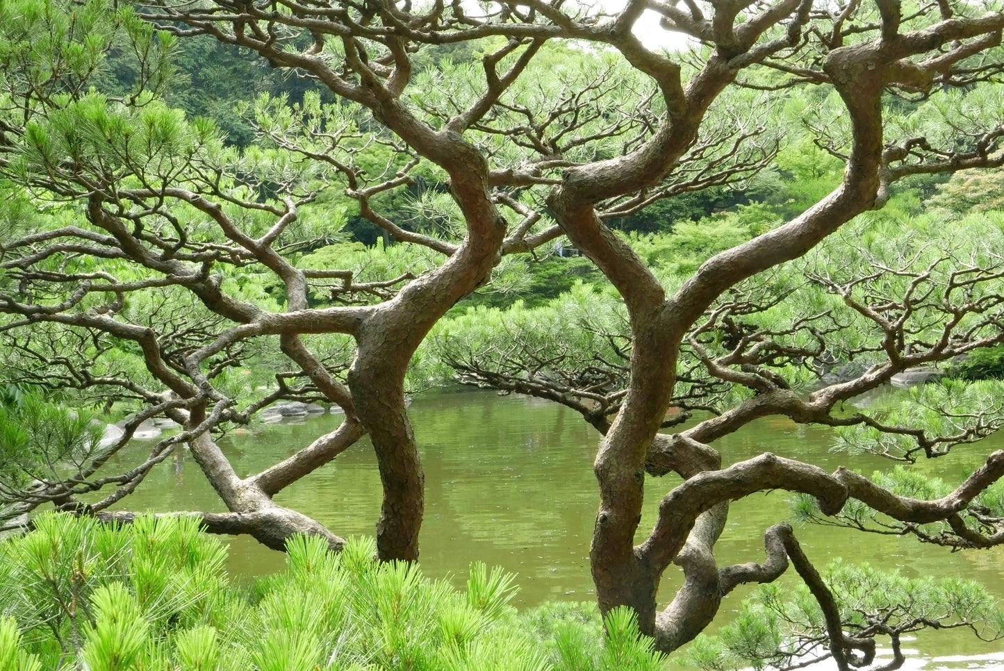 10 Japanese Black Pine Tree (Pinus Thunbergii) Seeds