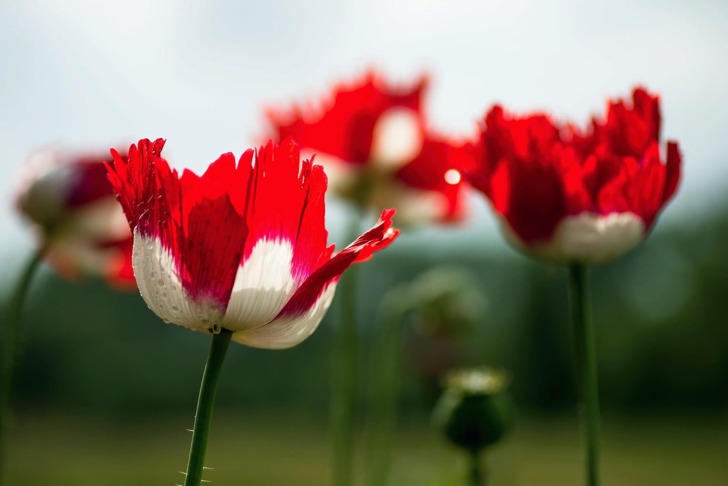 500 Danish Flag Poppy (Papaver Somniferum Danebrog) Seeds