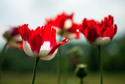 500 Danish Flag Poppy (Papaver Somniferum Danebrog) Seeds