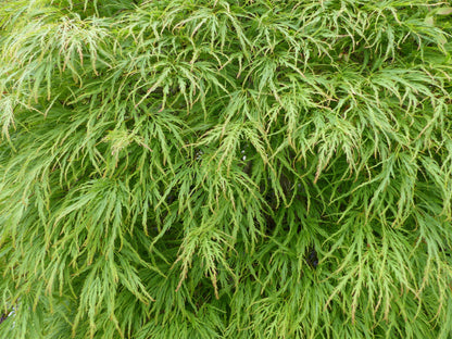10 WEEPING LACELEAF MAPLE Japanese Acer Palmatum Dissectum Green Yellow Red Tree Seeds