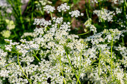 400 Caraway (Carum Carvi) Seeds