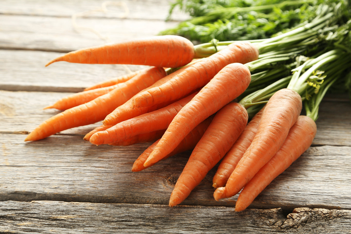 1500 Tendersweet Carrot (Daucus Carota) Seeds